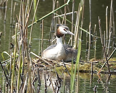 great crested grebe